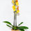 Miniatura: Orquídeas Phalaenopsis