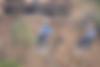 camp-gibbous-zipline.png