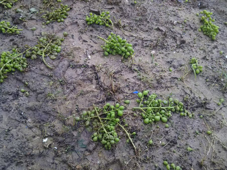 畑に落ちたぶどうの謎。