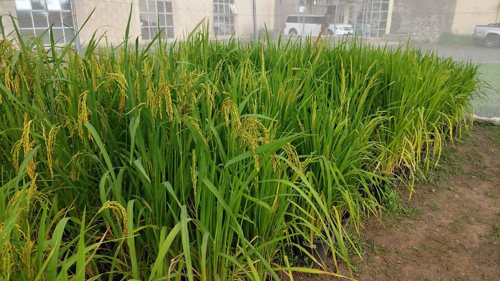 プロジェクトが実施中のイネの栽培試験