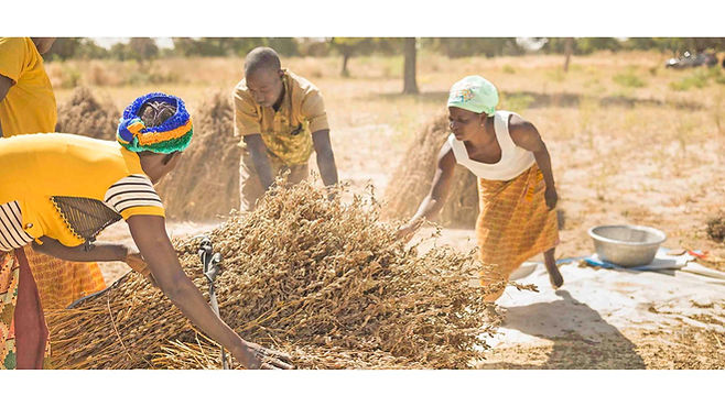 Premium White Sesame seeds Sourcing Supplier in Africa