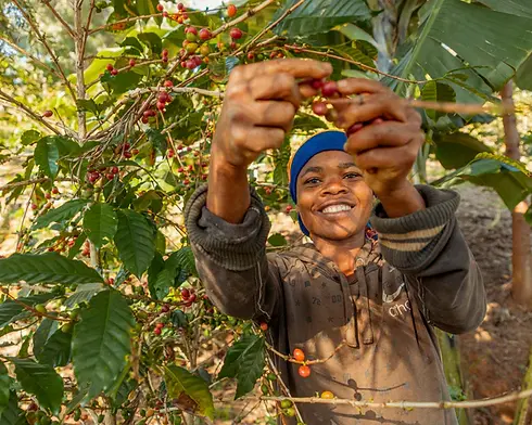 coffee harvest season in Tanzania, Kenya, Uganda, Africa.