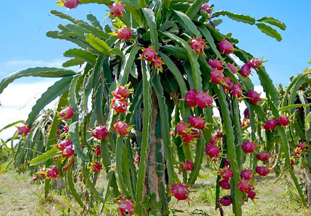 fruit du Dragon..jpg