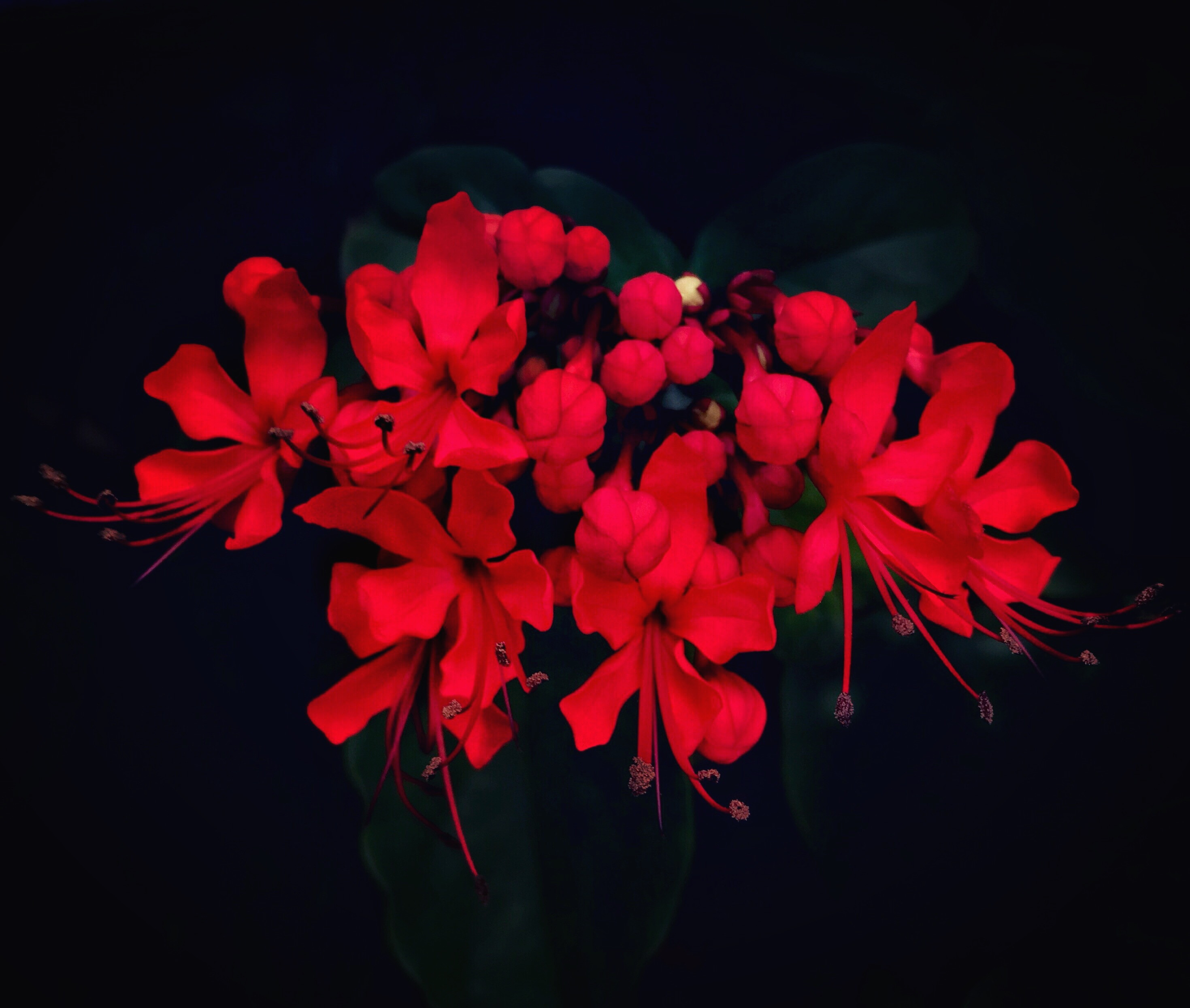 BLOOM