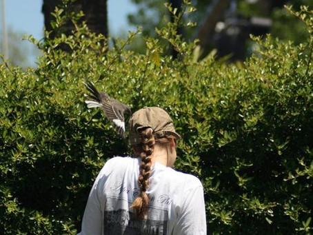 Why Are Mockingbirds Dive-Bombing Residents? It's Actually a Good Sign!