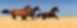 equine-products.jpg