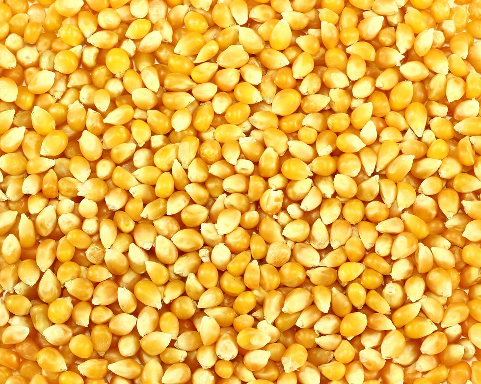 maize