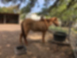 Curly_Horse