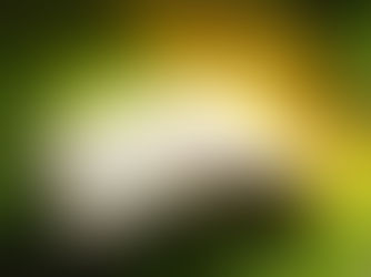 An open book sitting on a grassy forest floor