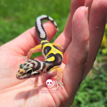 Mischief Memo July 23 2025 Leopard Gecko Updates!
