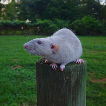 Mischief Memo August 27 2025