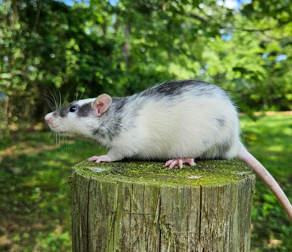 Rattery Ethics: Understanding Ethical Practices