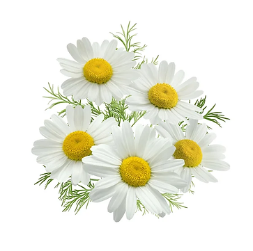 depositphotos_77604816-stock-photo-chamomile-flower-group-green-leaves.jpg
