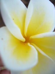 frangipani
