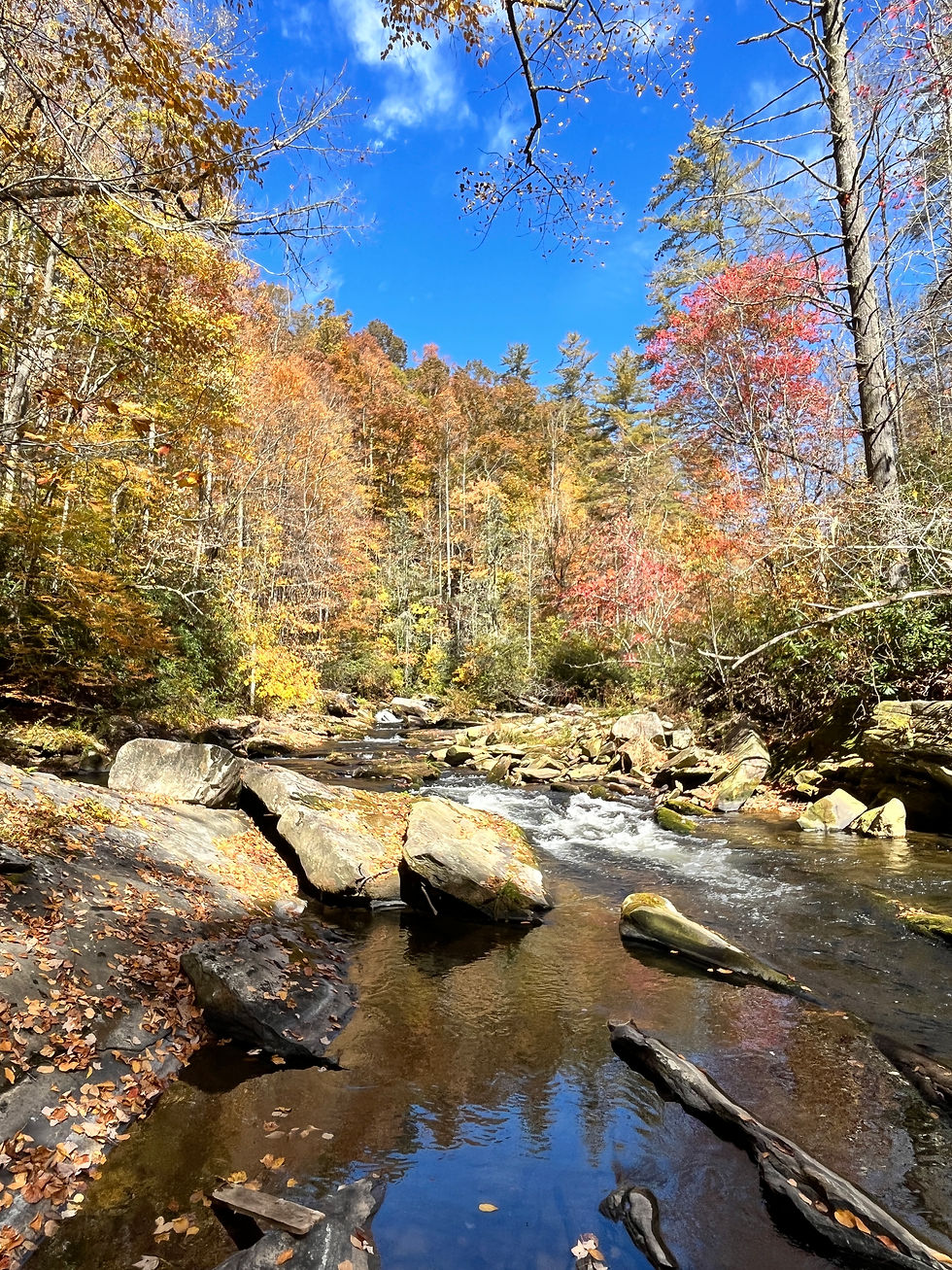 Pisgah National Forrest