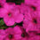 Thumbnail: Petunia Singles