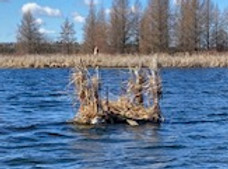 Loon-Nesting-Platform-IMG_1120.jpg