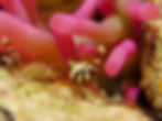 Bonaire