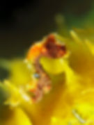 Indonésia Wakatobi