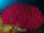 Indonésia Wakatobi
