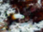 Indonésia Wakatobi