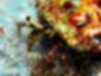 Indonésia Wakatobi