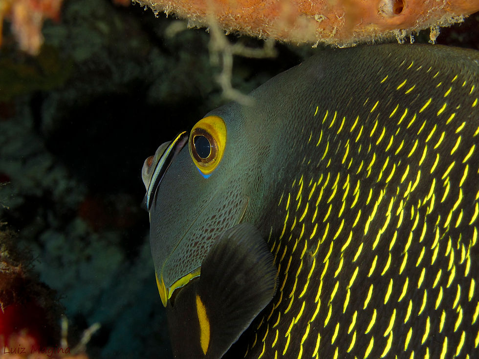 Bonaire