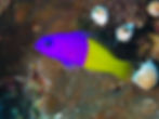 Indonésia Wakatobi