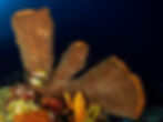 Indonésia Wakatobi
