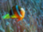 Indonésia Wakatobi