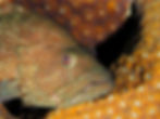 Bonaire
