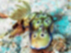 Indonésia Wakatobi