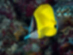 Indonésia Wakatobi