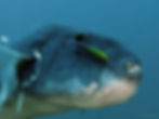 Indonésia Wakatobi