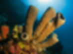 Indonésia Wakatobi