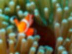 Indonésia Wakatobi