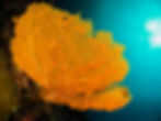 Indonésia Wakatobi