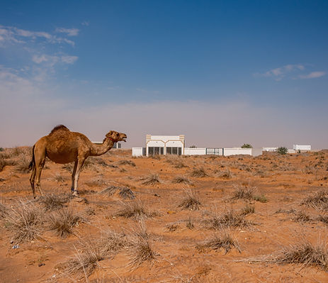 A camel standing in the desert near Dubai