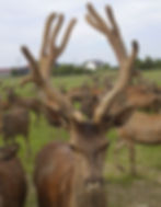 König Ludwig als Spießer