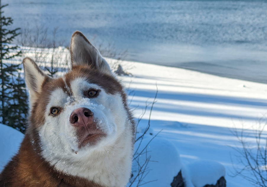 A husky dog in Calgary on a winter day. Tattoo Artist Hickorybrandy's dog