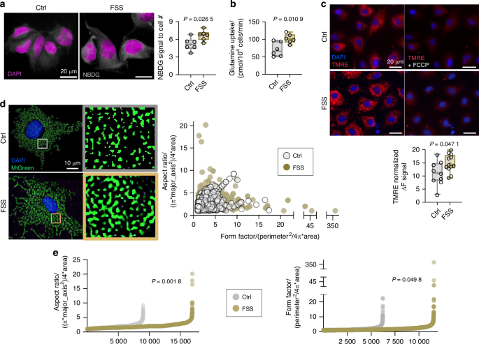 Figure 2 from Sautchuk et al.: microscopy and quantitative comparisons of control and fluid-shear-stressed cultured mouse cells.
