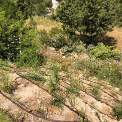 WhatsApp Image 2020-07-02 at 17.35.00.jpeg