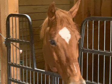 What is Equine Facilitated Learning?