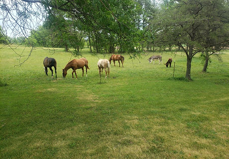 Horses Grazing.jpg