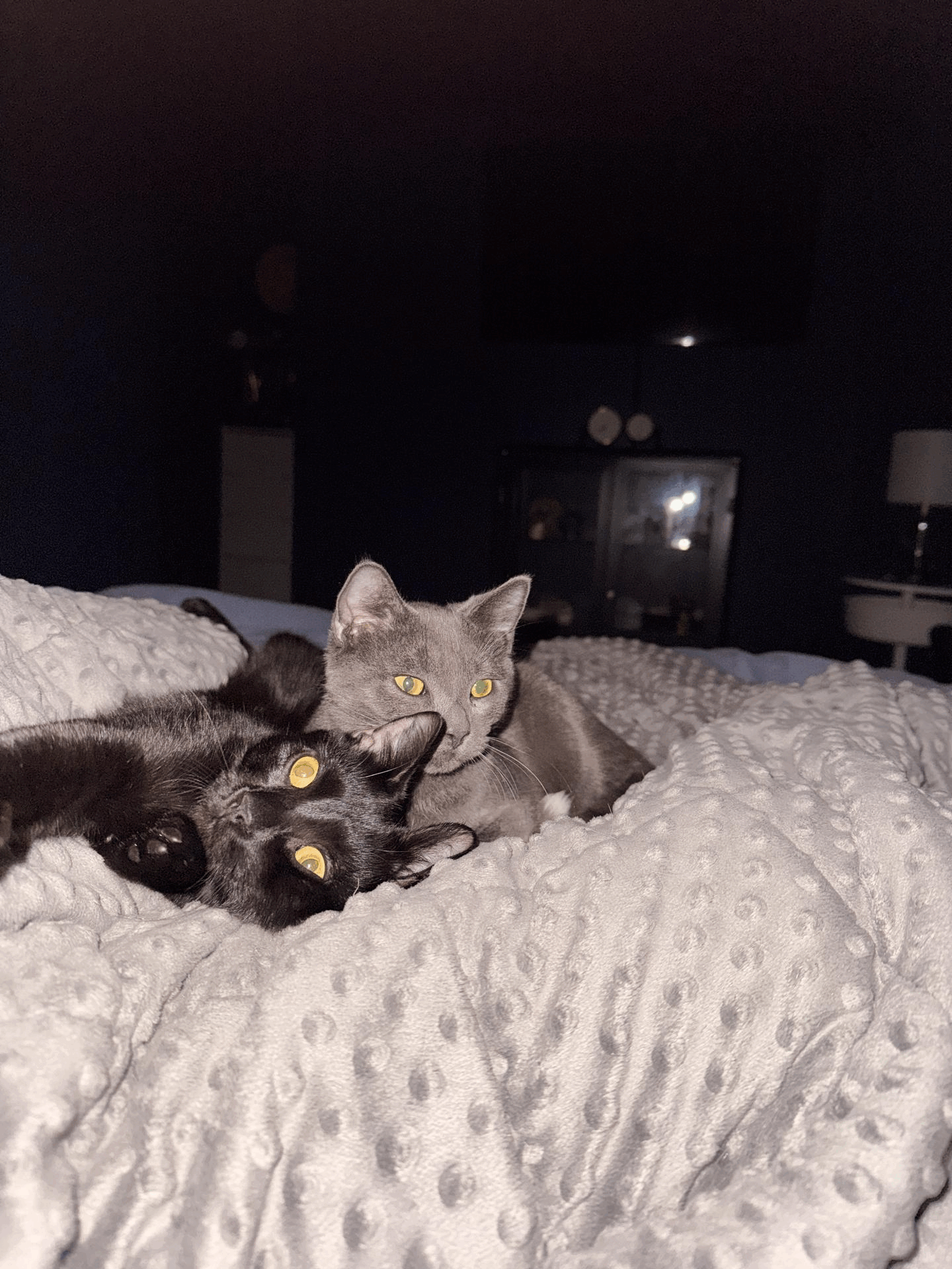 ezgif.com-speed (1).gif