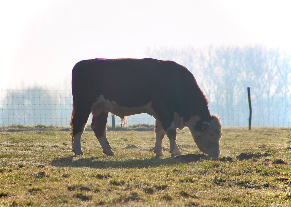 Nero, onze Hereford dekstier