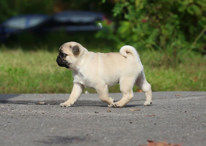 COSMOPOLITAN MON LEREN ( France reserve )_sire _Multi championTANGETOPPEN'S NO MORE NO LESS (KINGPOI