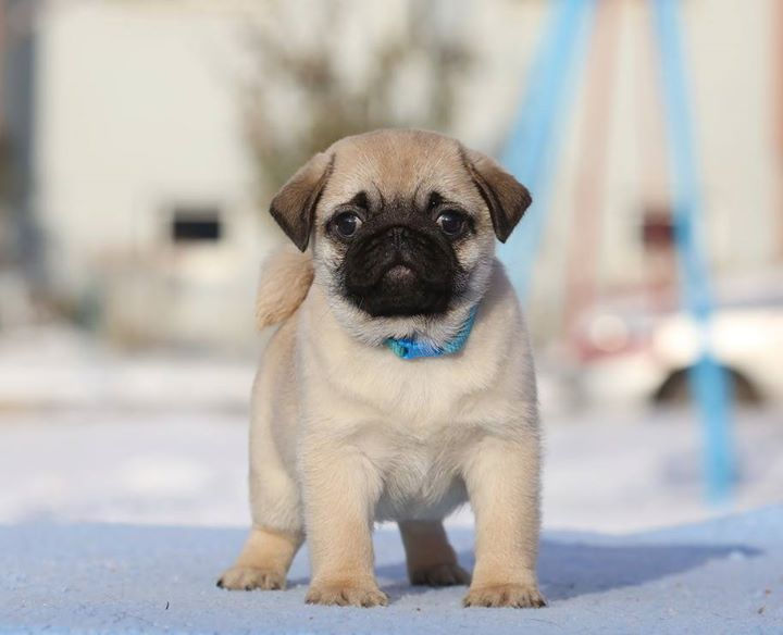 DOBOSH MON LEREN ( aka BOSH) male (65 days)_sire_ INT CH DIABOLBRIC'S PUNISHER_BOB puppy,9_JCAC 12_B