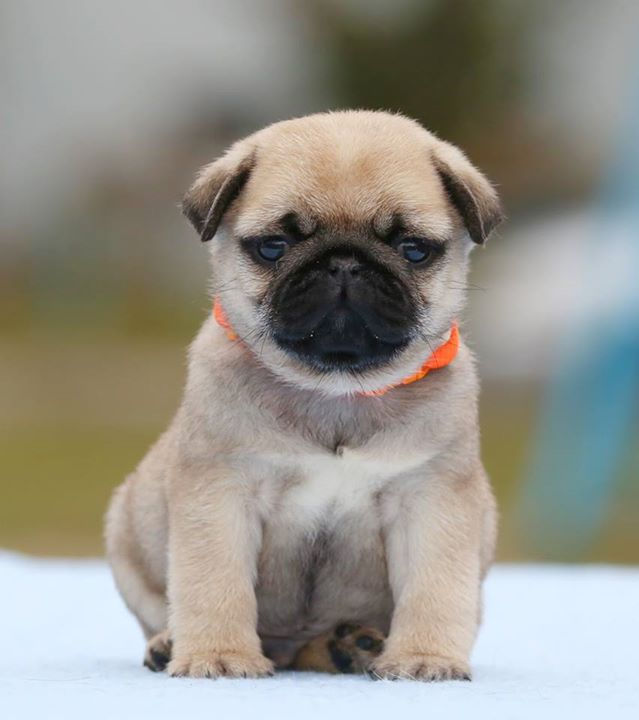 DELMONICO MON LEREN (aka NIKO) male (45 days) _sire_ INT CH DIABOLBRIC'S PUNISHER_BOB puppy,9_JCAC