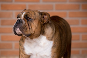 fotografia pet, fotografia de bulldog inglês, bulldog inglês filhote, ensaio fotográfico com cães, ensaio pet, ensaio com cachorro, fotografia com cachorro, fotografia de cachorro, menina com seu cão, fotógrafa de pets, fotógrafa veterinária, ensaio de pets em bauru, ensaio de pets em estúdio fotográfico bauru, dani scandolara fotografia